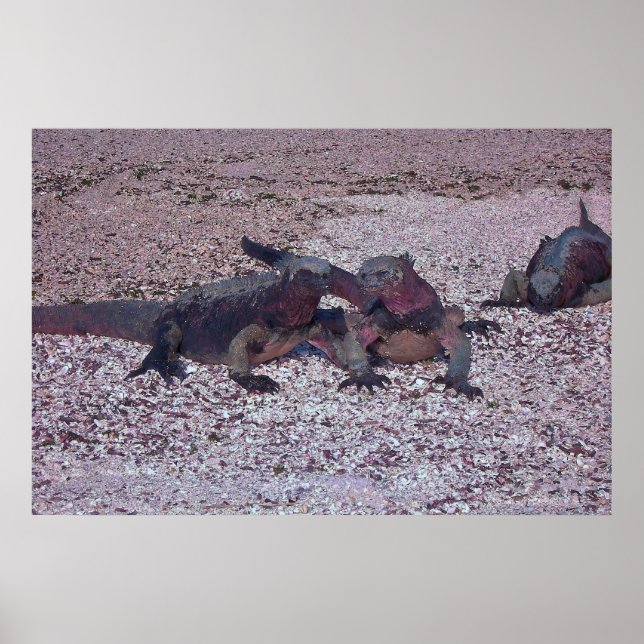 Affiche Marine Iguana Face Off (Devant)