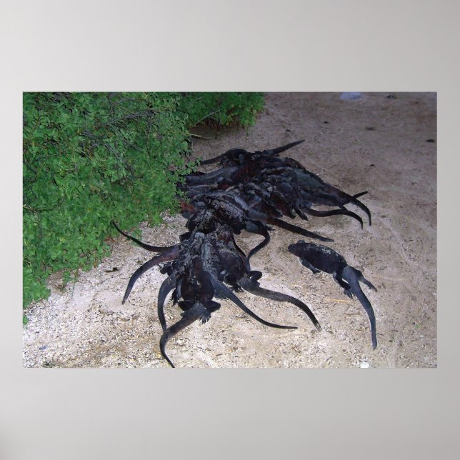 Affiche Marine Iguana Pile (Devant)