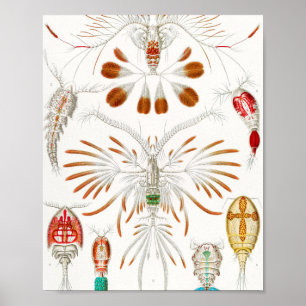 Affiche Marine Life Crustacés, Copepoda par Ernst Haeckel