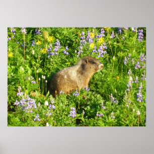 Affiche Marmot dans le Mont Rainier Fleurs sauvages