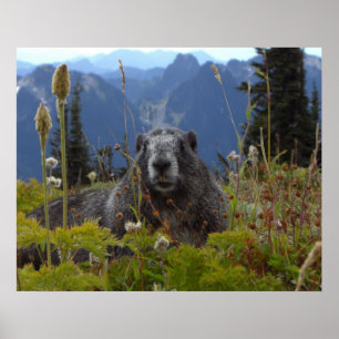 Affiche Marmot dans le paradis
