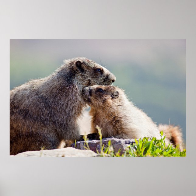 Affiche Marmot Mother with Baby (Devant)