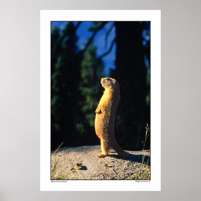 Affiche Marmot Sun Salute (Devant)