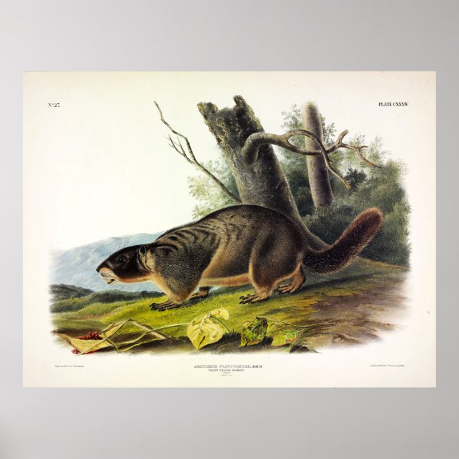 Affiche Marmotte à ventre jaune, Chuck de rocher par Audub (Devant)