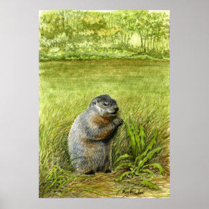 Affiche Marmotte assise dans l'herbe manger