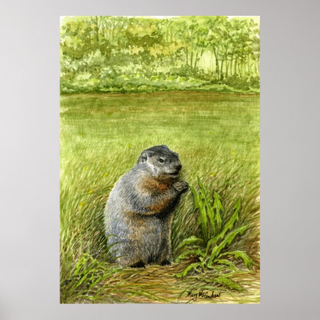 Affiche Marmotte assise dans l'herbe manger (Devant)