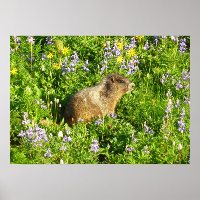 Affiche Marmotte dans les fleurs sauvages du mont Rainier (Devant)