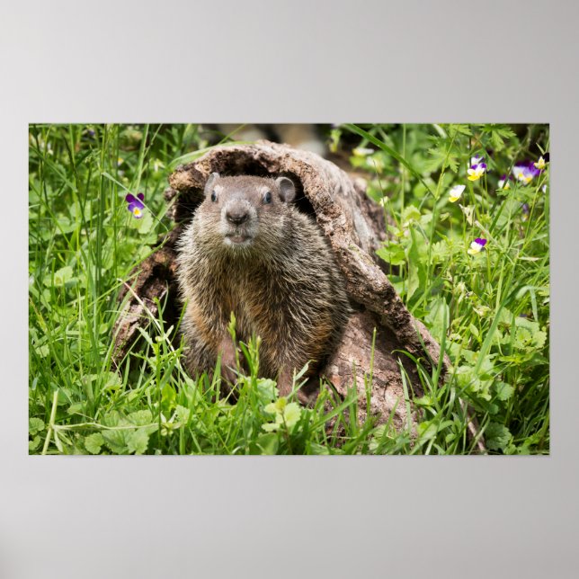 Affiche Marmotte dans un tronc creux (Devant)