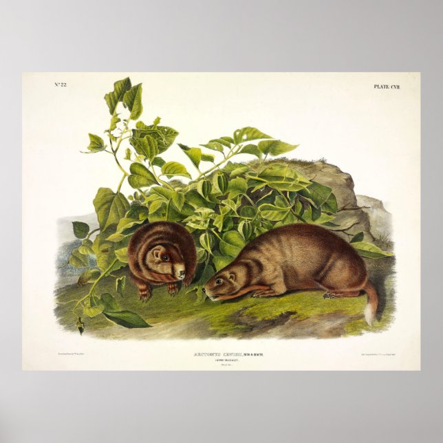 Affiche Marmotte de Lewis, Marmotte à ventre jaune par Aud (Devant)