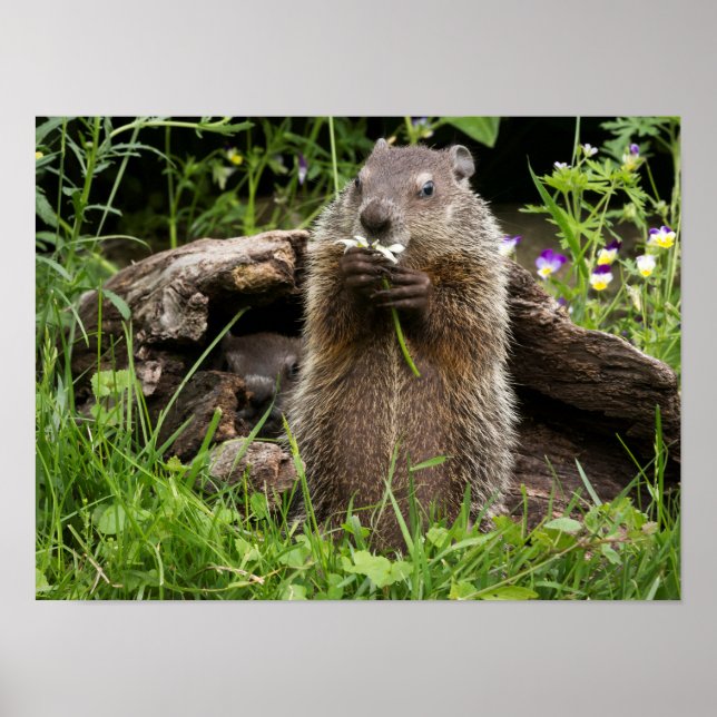 Affiche Marmotte mâchonnant une fleur (Devant)