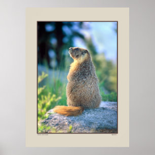 Affiche Marmotte sur Boulder - Sierra Nevadas Californie