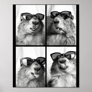 Affiche Marmottes mignonnes célibataires Photo B d'animaux