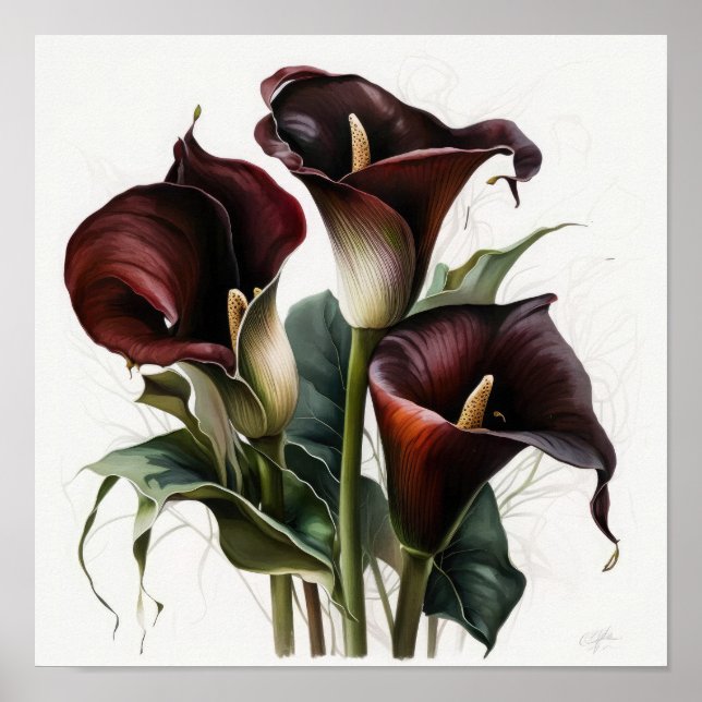 Affiche Maroon Calla Lilies Lily Flower Art Imprimer Poste (Devant)