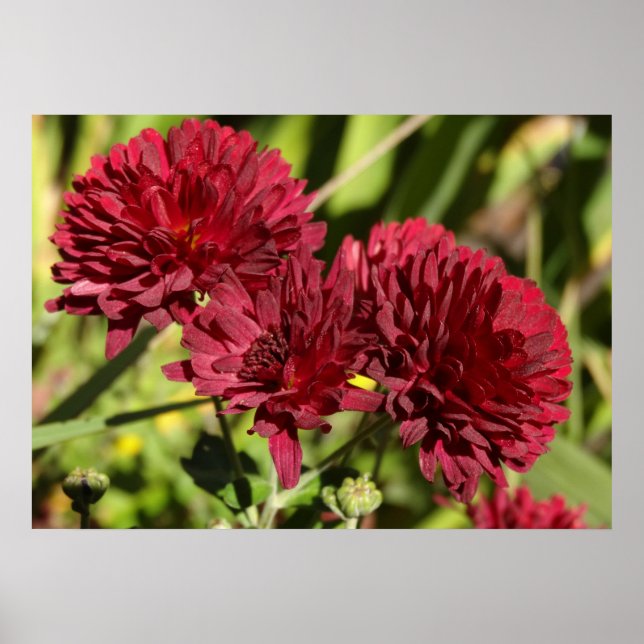 Affiche Maroon Chrysanthemums (Devant)