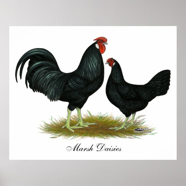 Affiche Marsh Daisy Chickens (Devant)