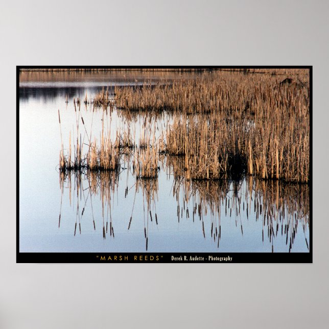 Affiche Marsh Reeds (Devant)