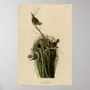 Affiche Marsh Wren