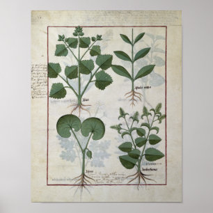 Affiche Marshmallow & Hastula Regia Asarabacca &