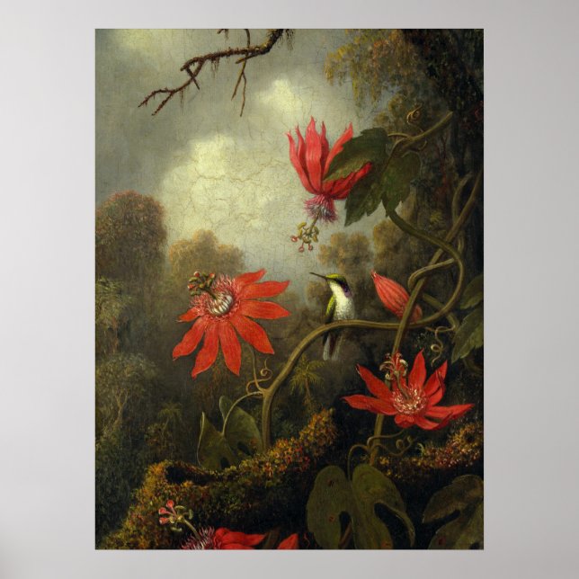 Affiche Martin Johnson Heade - Colibri (Devant)