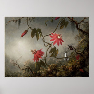 Affiche Martin Johnson Heade - Fleurs de passion et Hummin