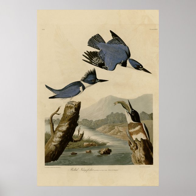 Affiche Martin-pêcheur (Devant)