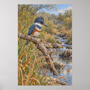 Affiche Martin-pêcheur à ceinture au bord du ruisseau
