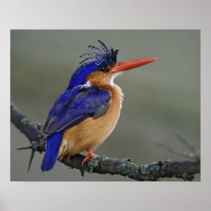 Affiche Martin-pêcheur à tête noire, Alcedo cristata, Lac