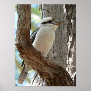 Affiche Martin-pêcheur riant perché dans un eucalyptus