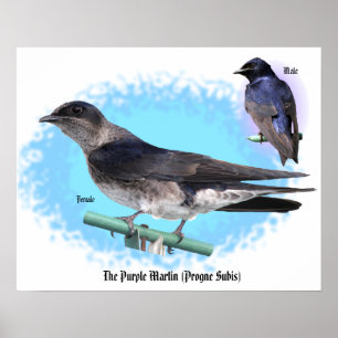 Affiche Martin pourpre
