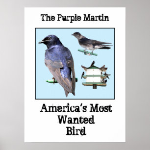 Affiche Martin pourpre