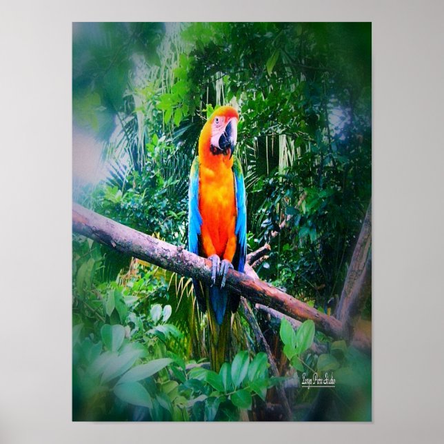 Affiche Martinique Macaw (Devant)