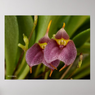 Affiche Masdevallia