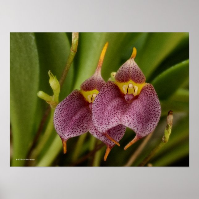 Affiche Masdevallia (Devant)
