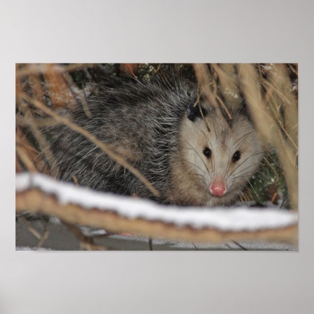 Affiche Masquer Opossum (Devant)