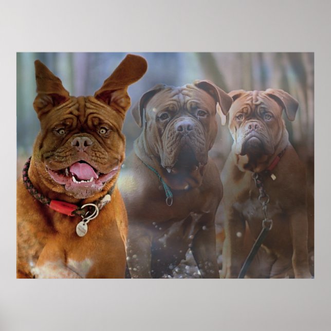 Affiche Mastiff (Devant)