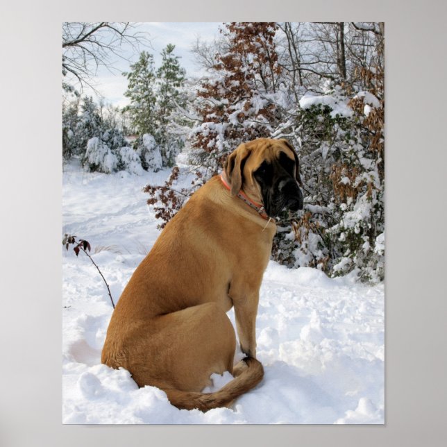 Affiche Mastiff anglais en hiver Wonderland (Devant)