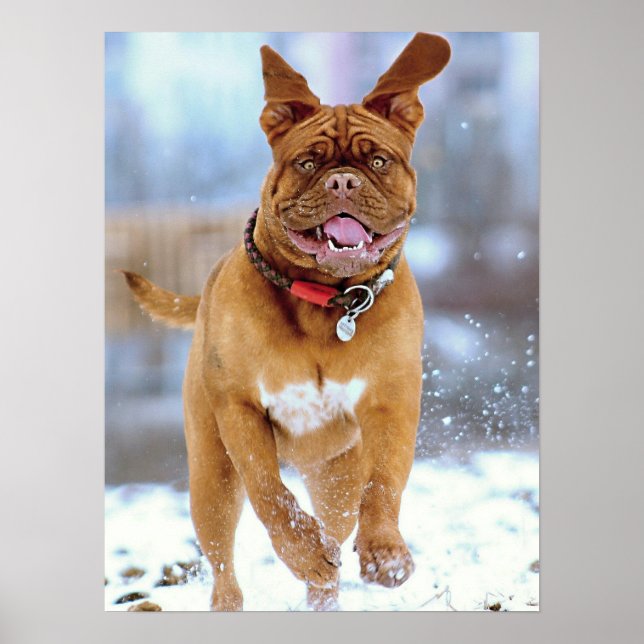 Affiche Mastiff Plus (Devant)