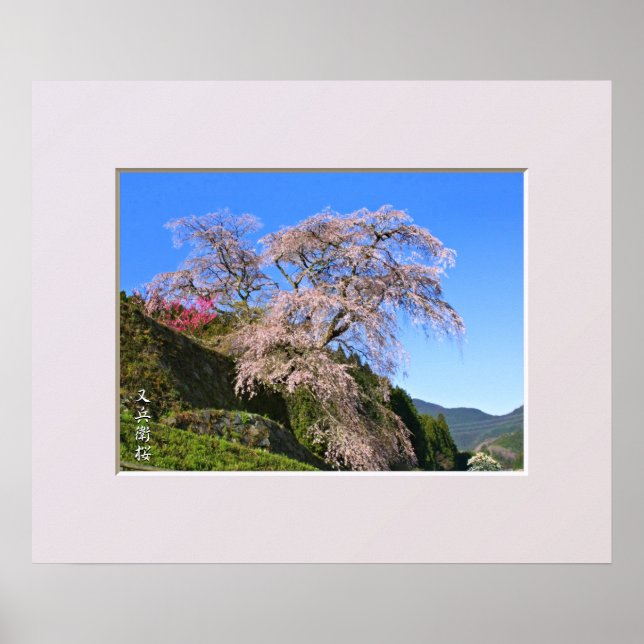 Affiche Matabei-Zakura Cerisier Pleureur (Devant)