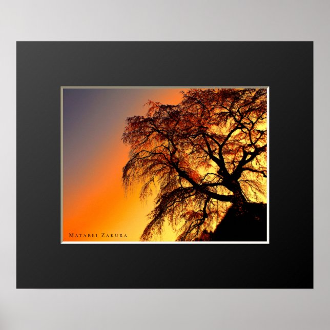 Affiche Matabei-Zakura : Un cerisier en pleurs (Devant)