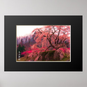 Affiche Matabei-Zakura : Weeping Cherry Tree ポ タ