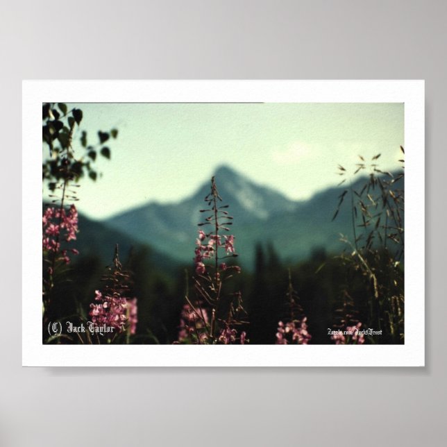 Affiche Matanuska Peak et Fireweed #01, (C) Jack Taylo... (Devant)