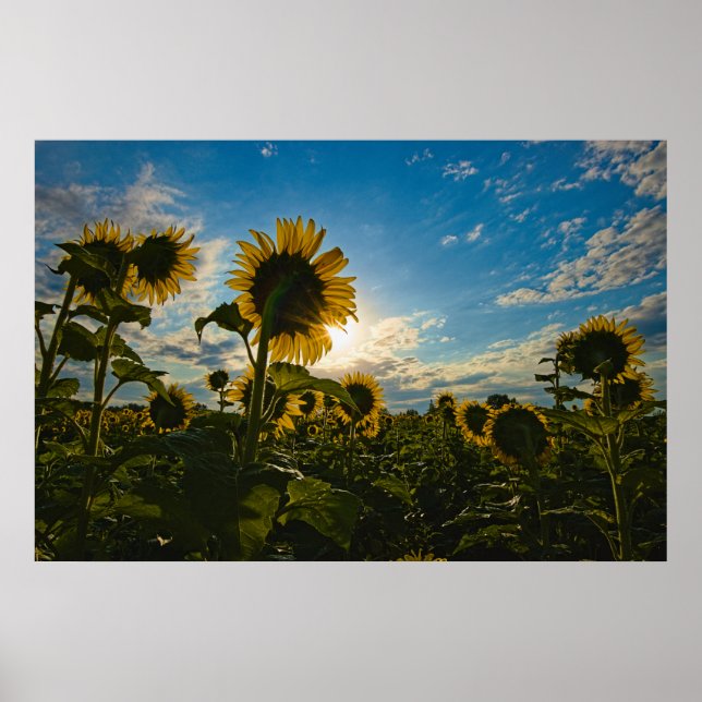 Affiche Matin de tournesol (Devant)
