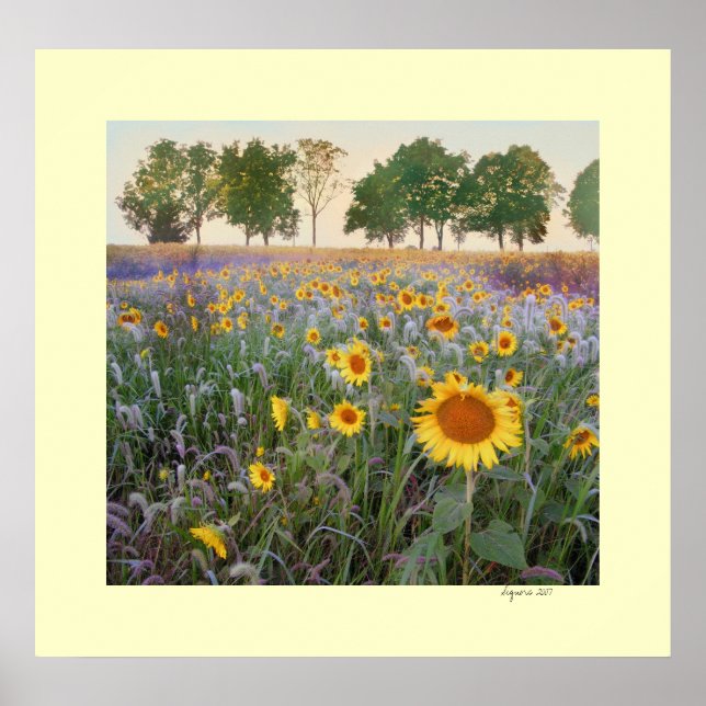 Affiche Matin d'été (Devant)