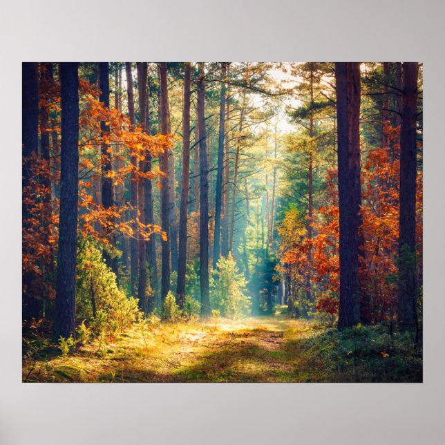 Affiche Matin Vive En Forêt Colorée Avec Rayons Solaires (Devant)