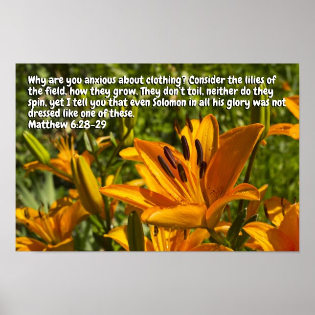 Affiche Matthieu 6:28-29 (Devant)