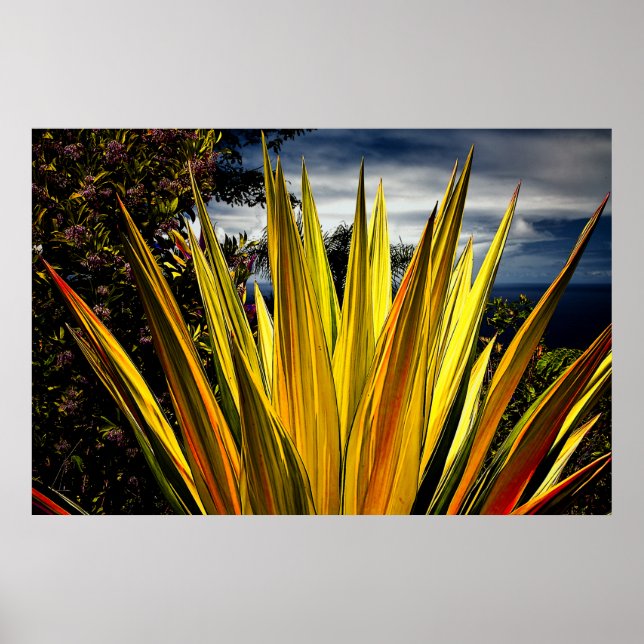 Affiche Maui Gold - Hawaii (Devant)