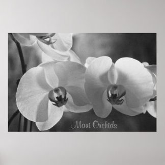 Affiche Maui Orchids