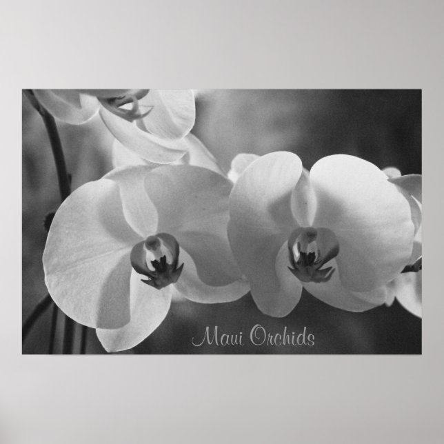Affiche Maui Orchids (Devant)