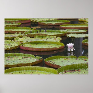 Affiche Maurice, Pamplemousses, SSR Botanique