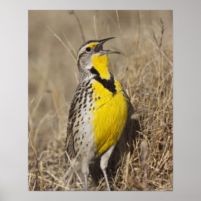 Affiche Meadowlark occidental (Strunella négligecta) (Devant)